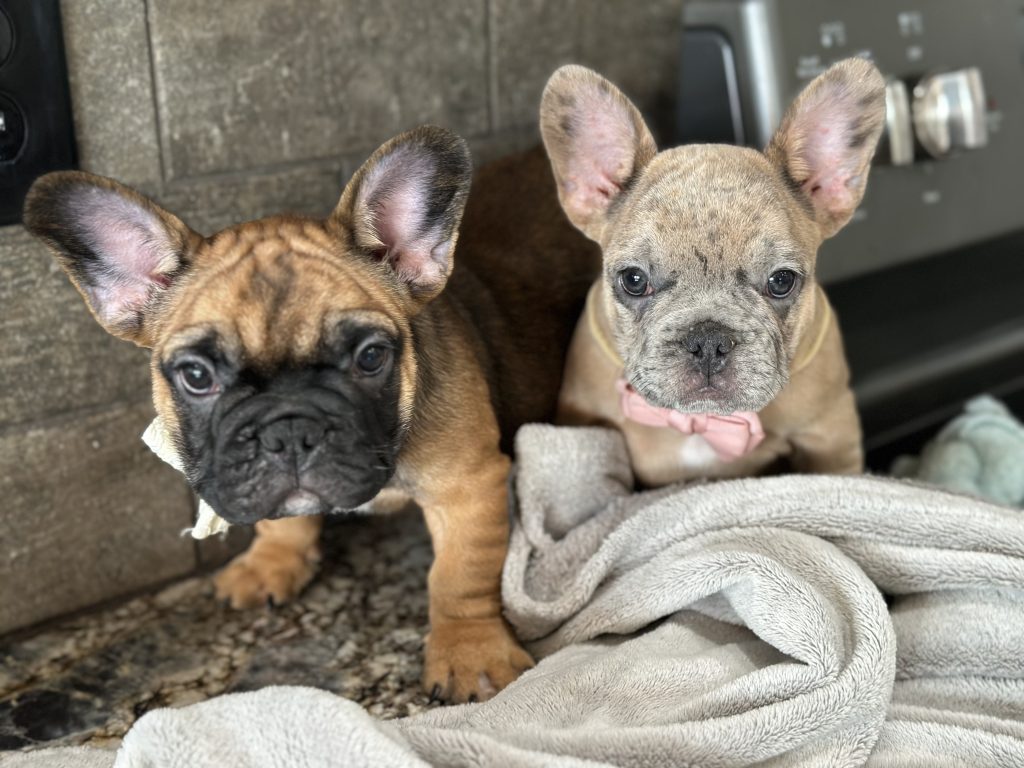Bourbon | Blue Fawn Merle French Bulldog Male | Available in August 2025