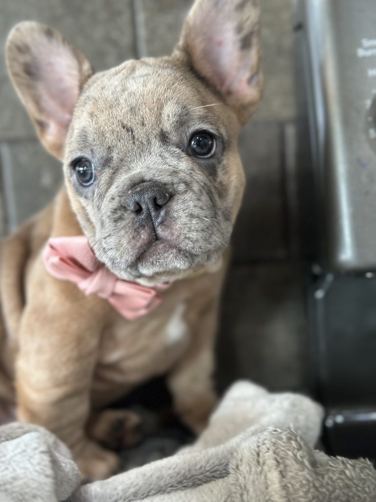 Bourbon | Blue Fawn Merle French Bulldog Male | Available in August 2025