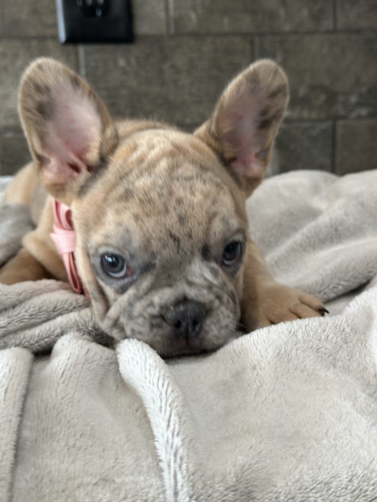 Bourbon | Blue Fawn Merle French Bulldog Male | Available in August 2025