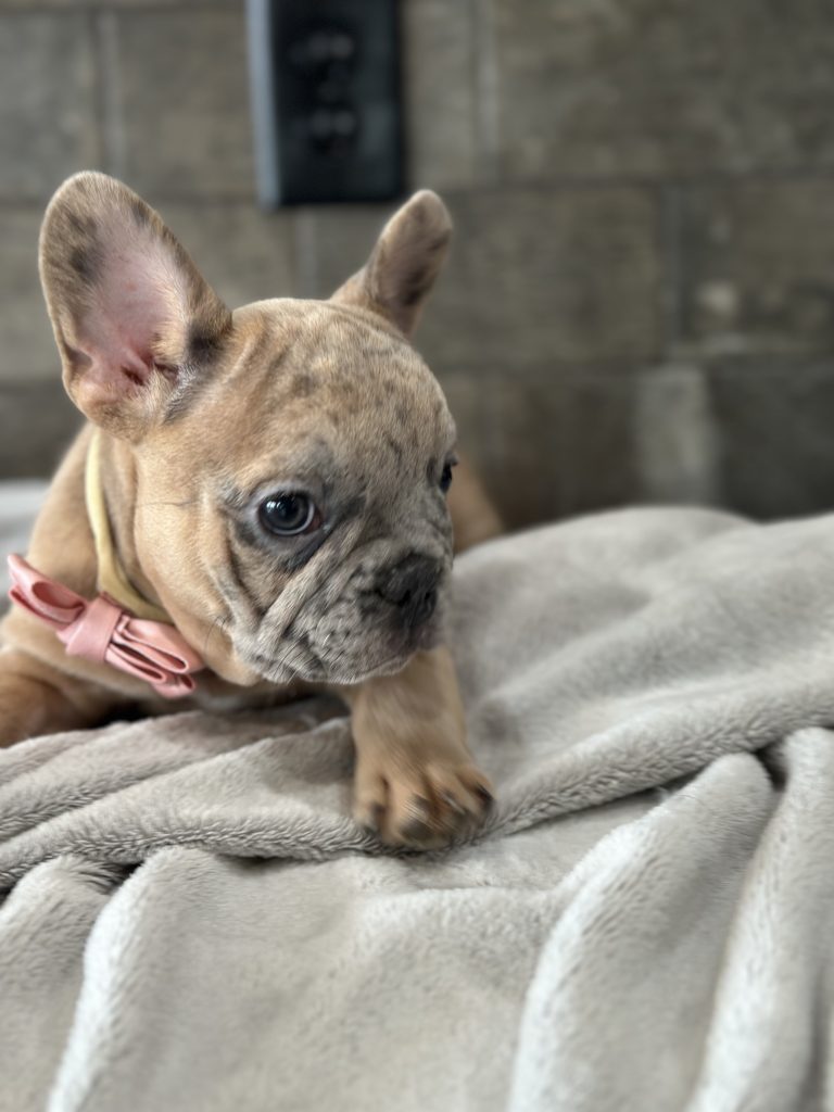 Bourbon | Blue Fawn Merle French Bulldog Male | Available in August 2025