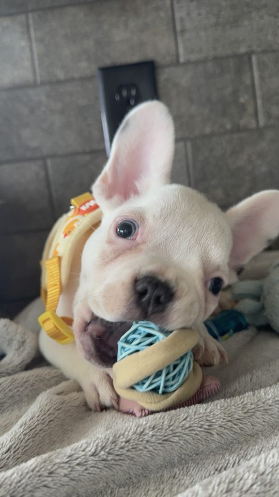 Charlie | Blue Pied French Bulldog Male | Available in August 2025