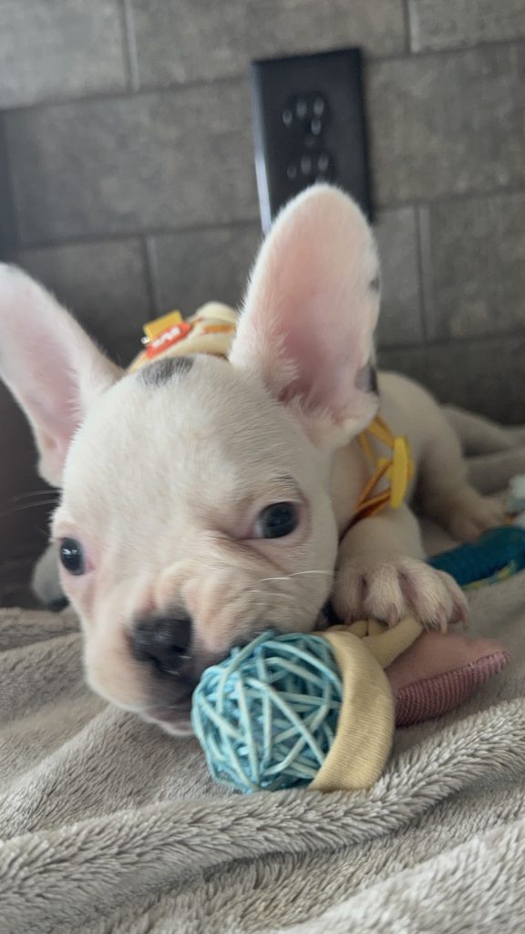 Charlie | Blue Pied French Bulldog Male | Available in August 2025