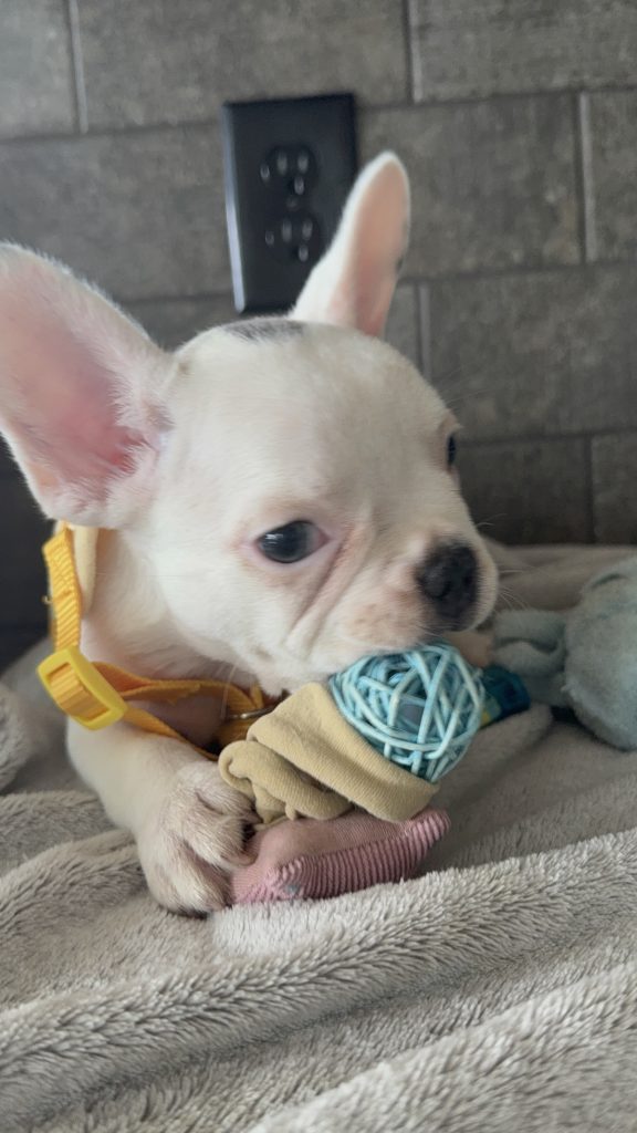 Charlie | Blue Pied French Bulldog Male | Available in August 2025