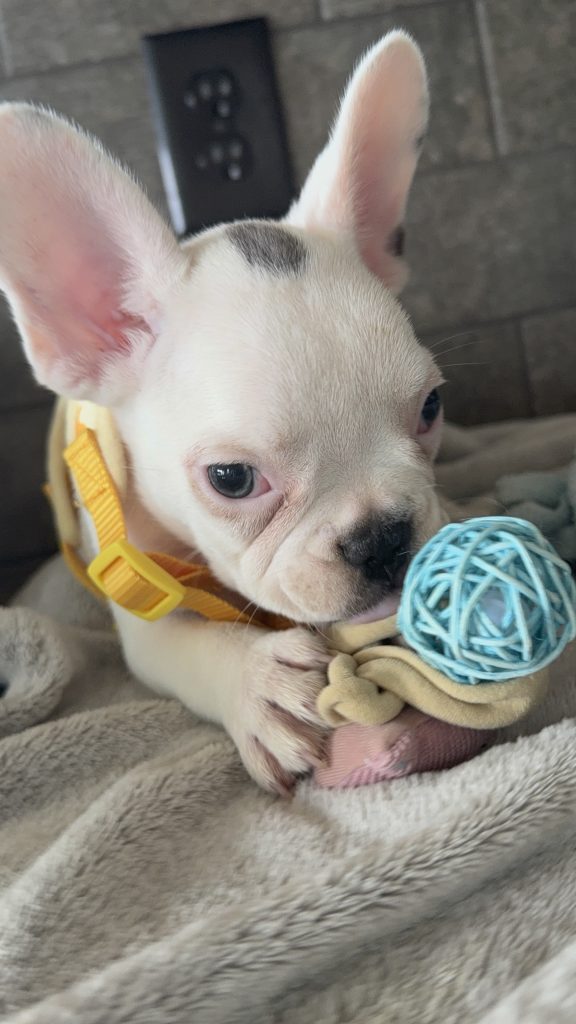 Charlie | Blue Pied French Bulldog Male | Available in August 2025