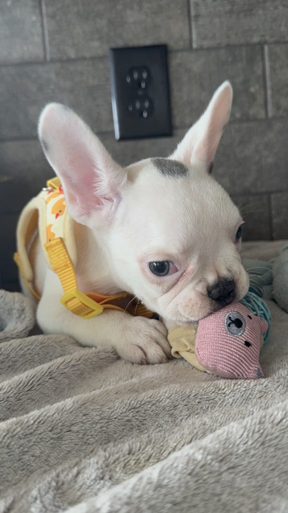 Charlie | Blue Pied French Bulldog Male | Available in August 2025