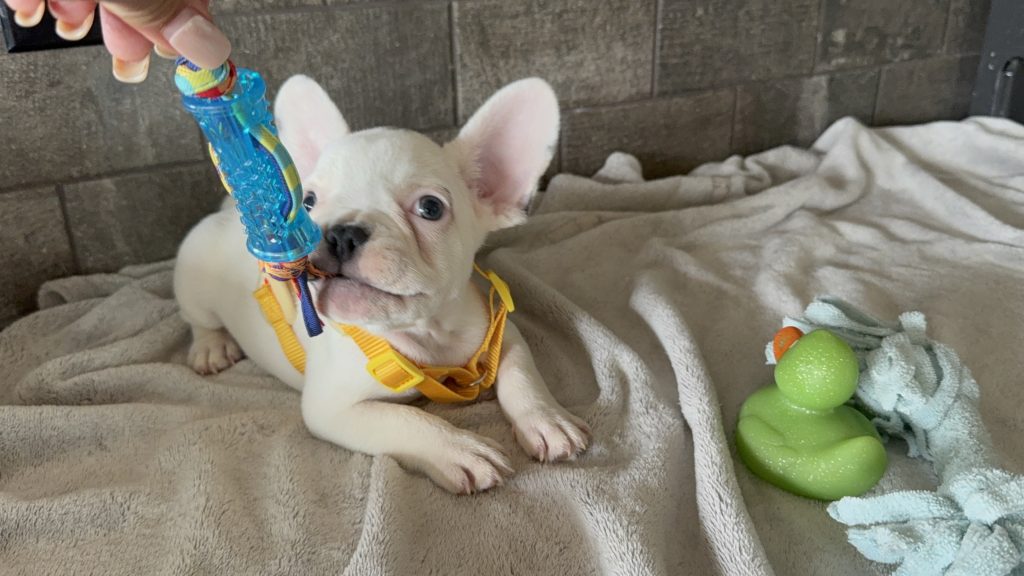 Charlie | Blue Pied French Bulldog Male | Available in August 2025