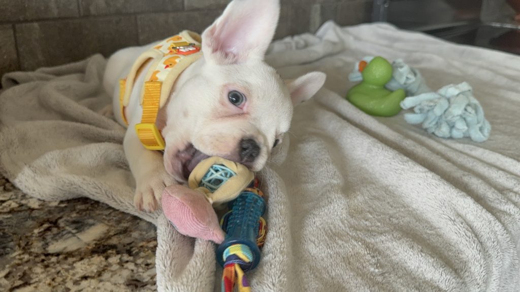 Charlie | Blue Pied French Bulldog Male | Available in August 2025