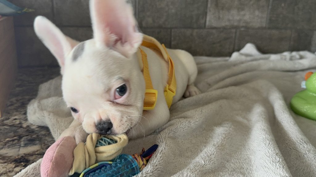 Charlie | Blue Pied French Bulldog Male | Available in August 2025