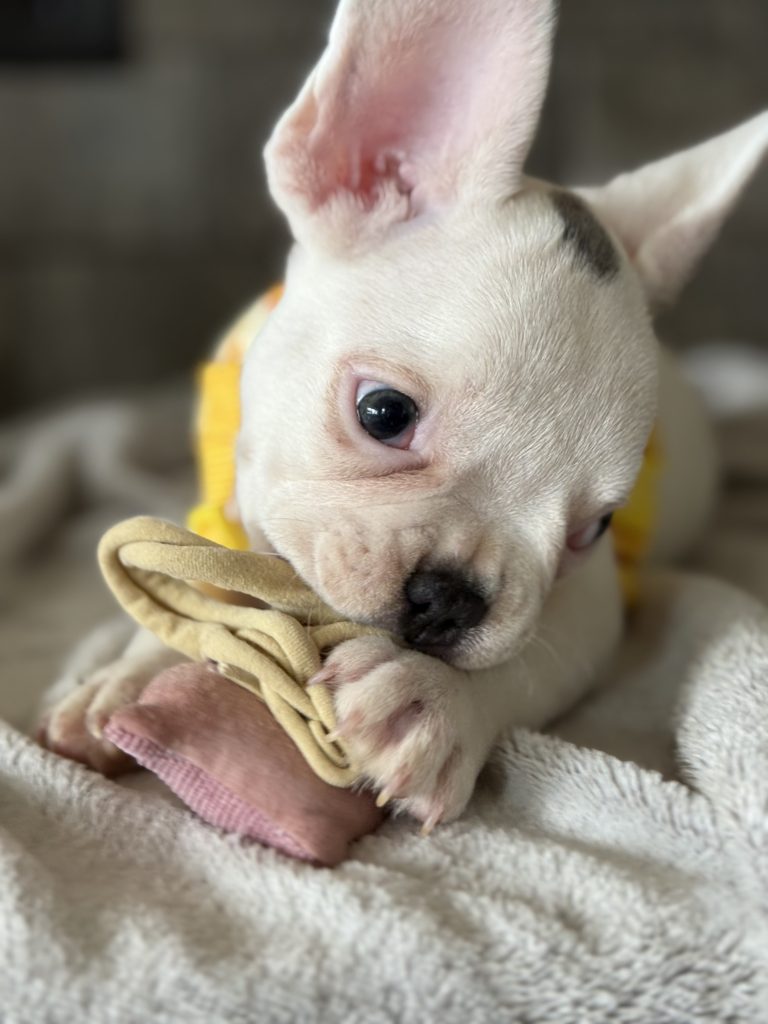 Charlie | Blue Pied French Bulldog Male | Available in August 2025