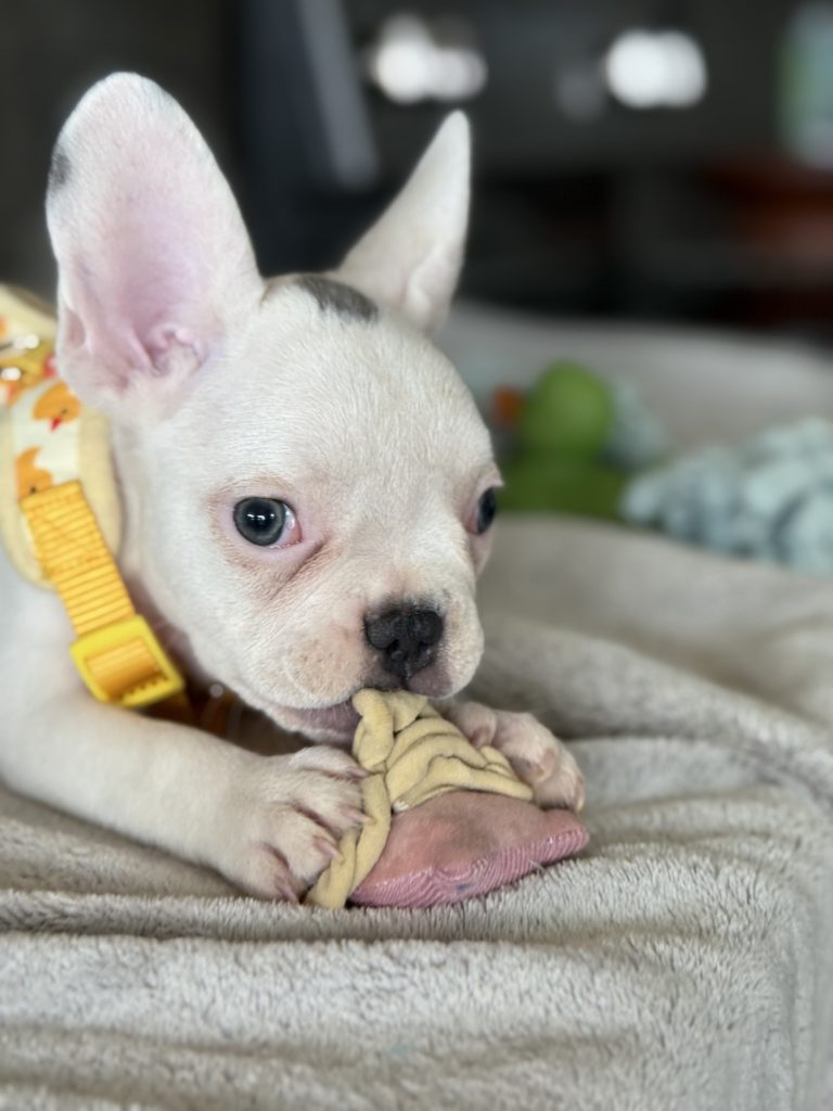 Charlie | Blue Pied French Bulldog Male | Available in August 2025