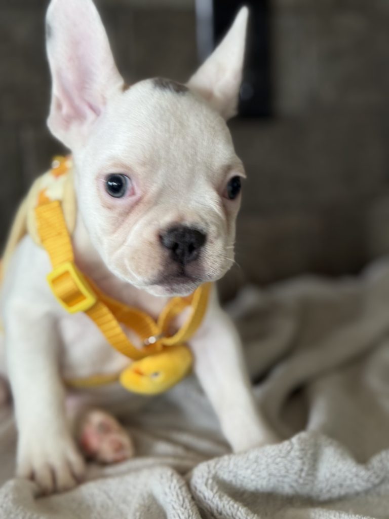 Charlie | Blue Pied French Bulldog Male | Available in August 2025