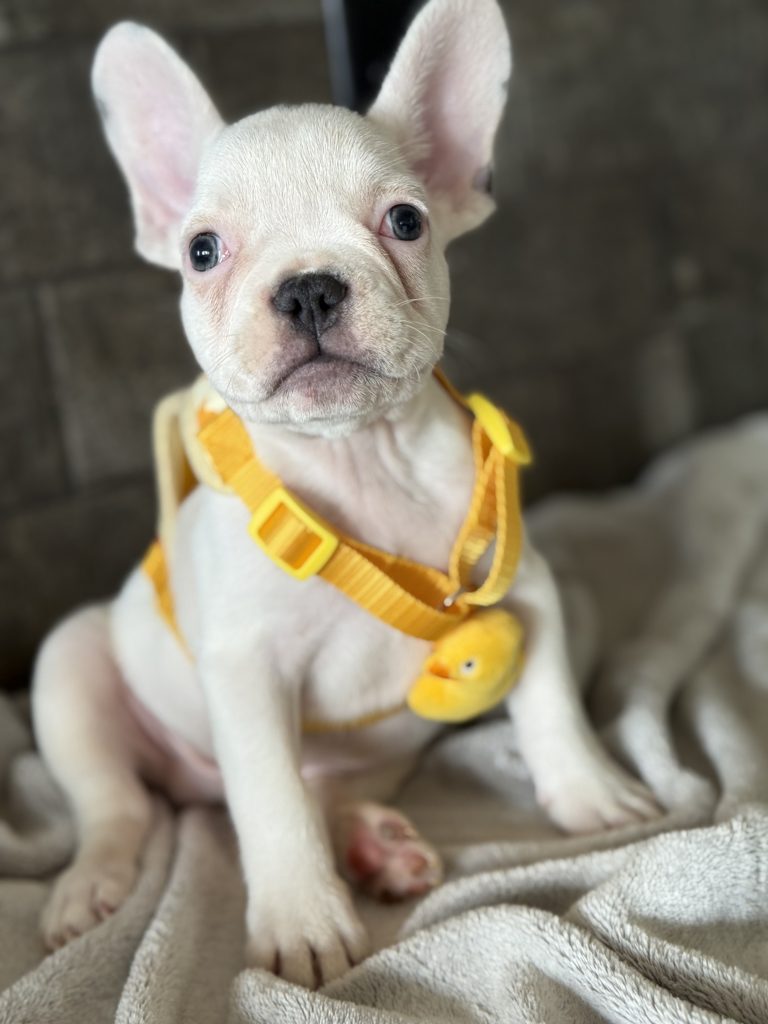 Charlie | Blue Pied French Bulldog Male | Available in August 2025