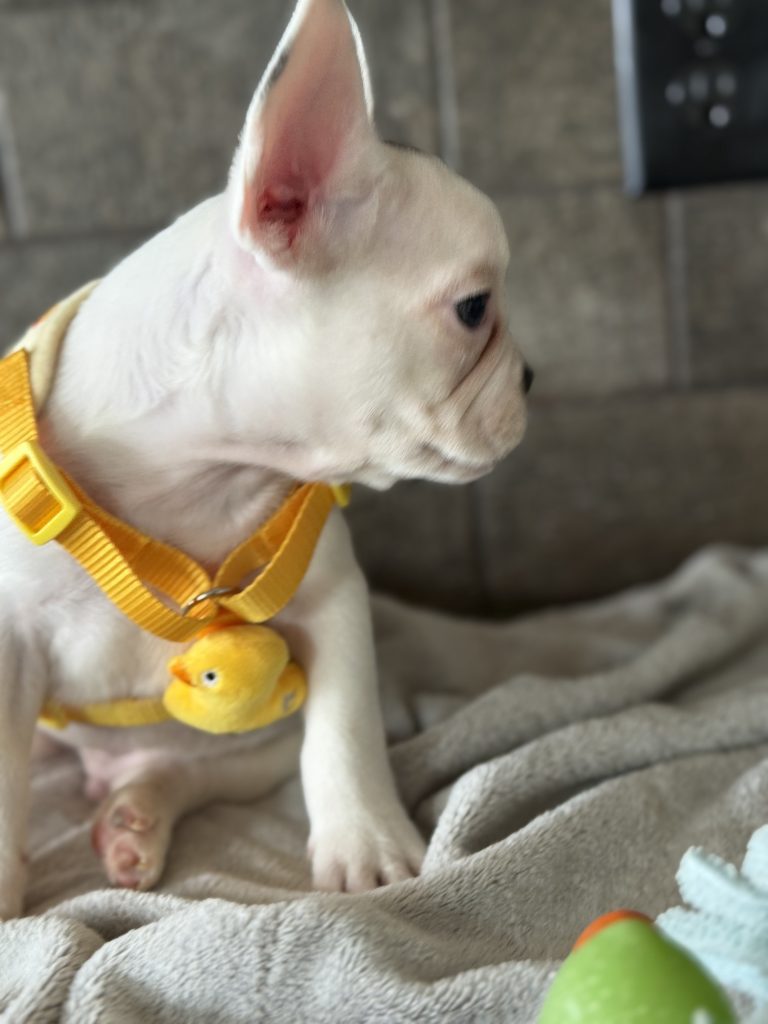 Charlie | Blue Pied French Bulldog Male | Available in August 2025