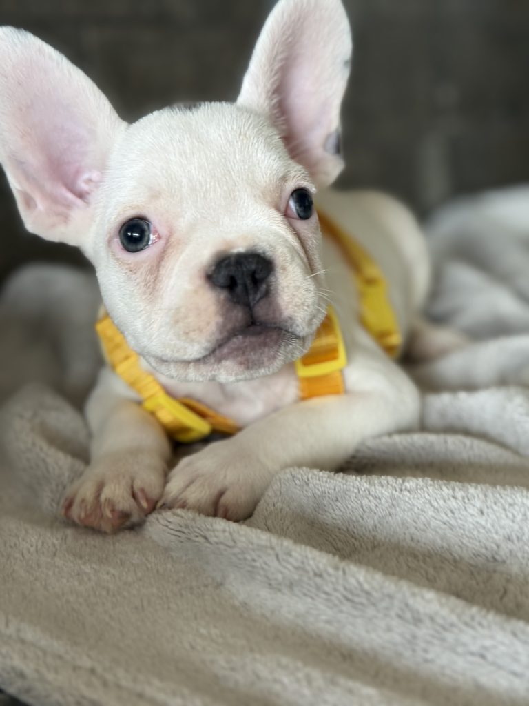 Charlie | Blue Pied French Bulldog Male | Available in August 2025