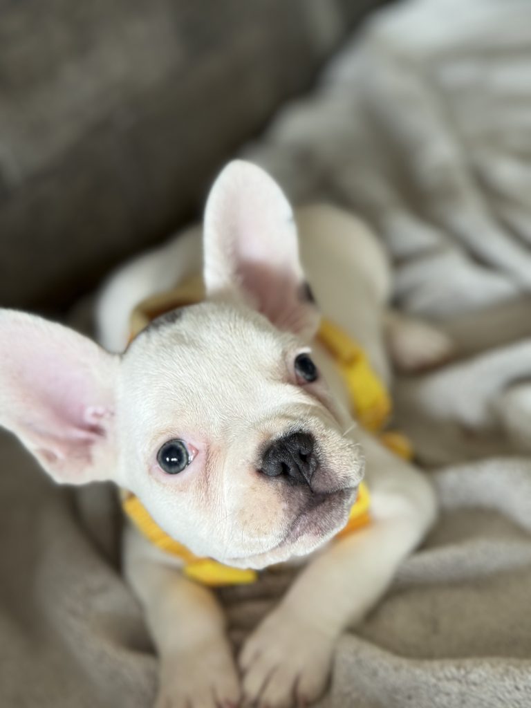 Charlie | Blue Pied French Bulldog Male | Available in August 2025