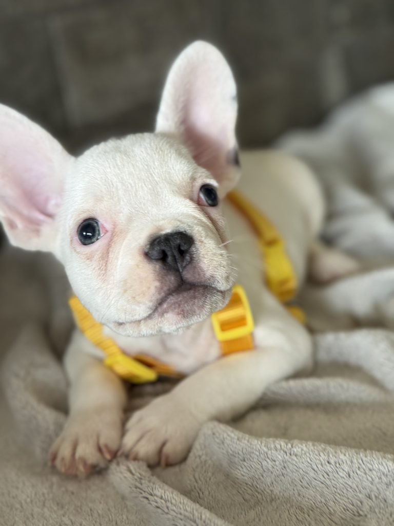Charlie | Blue Pied French Bulldog Male | Available in August 2025