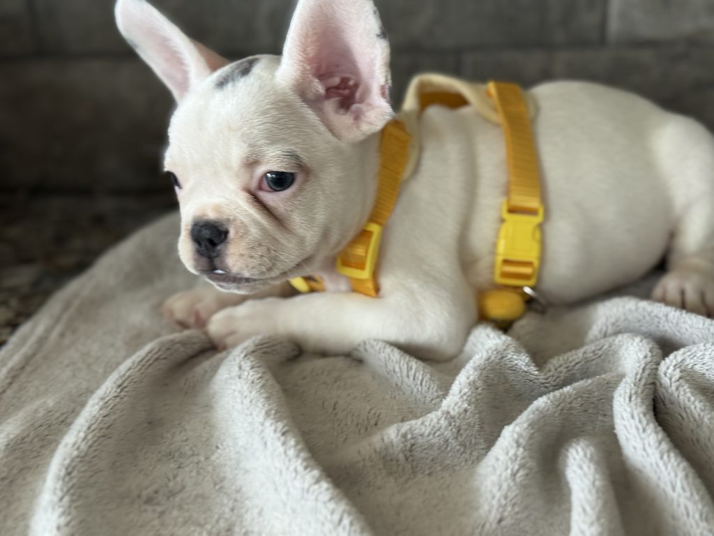Charlie | Blue Pied French Bulldog Male | Available in August 2025