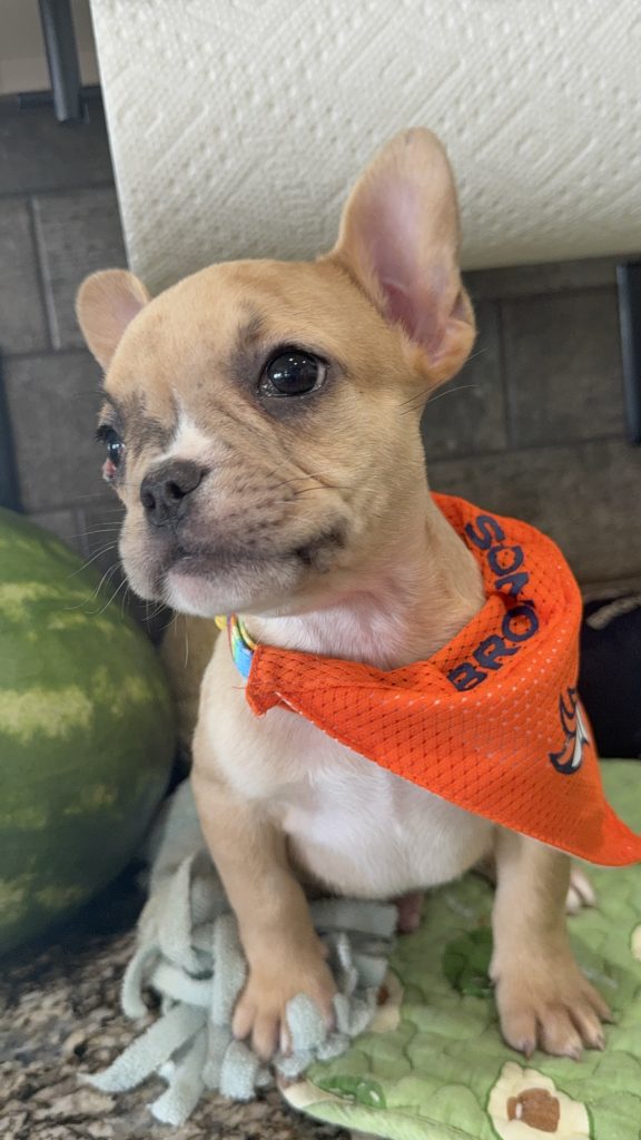Rocky | Fawn Merle French Bulldog Male | Available Now