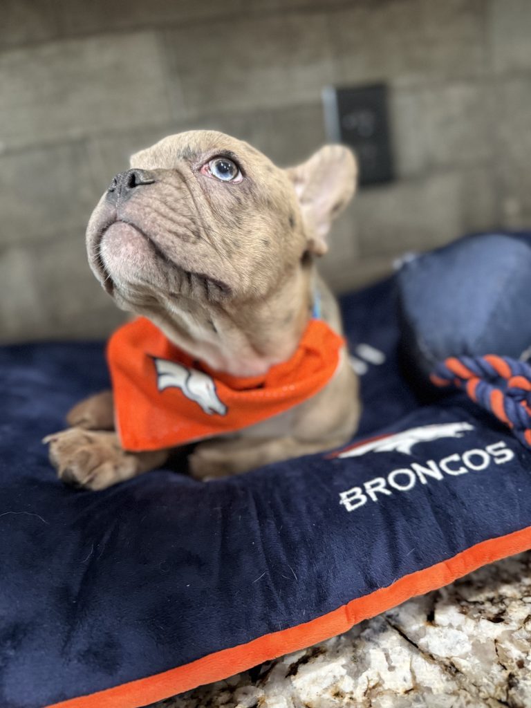Vinnie | Blue Fawn Merle French Bulldog Male | Available Now | The Confident One