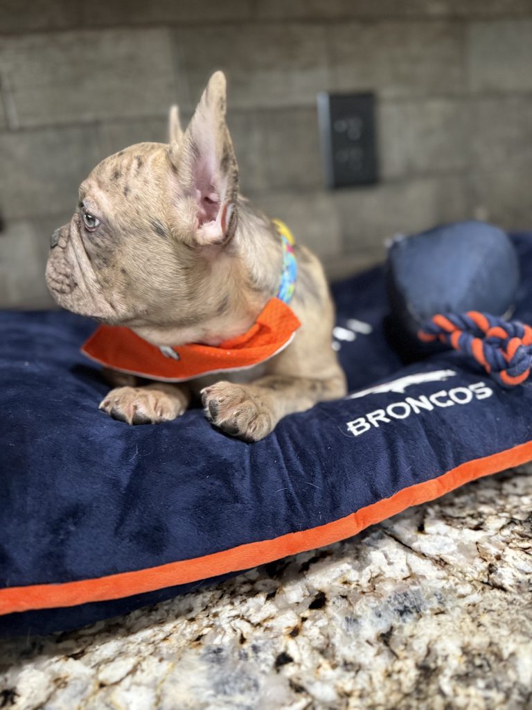 Vinnie | Blue Fawn Merle French Bulldog Male | Available Now | The Confident One