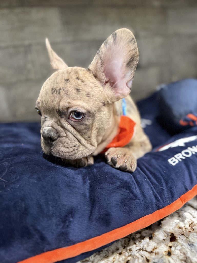 Vinnie | Blue Fawn Merle French Bulldog Male | Available Now | The Confident One
