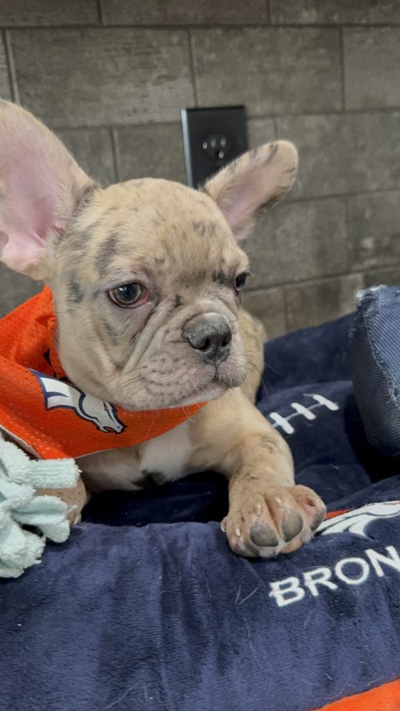 Vinnie | Blue Fawn Merle French Bulldog Male | Available Now | The Confident One
