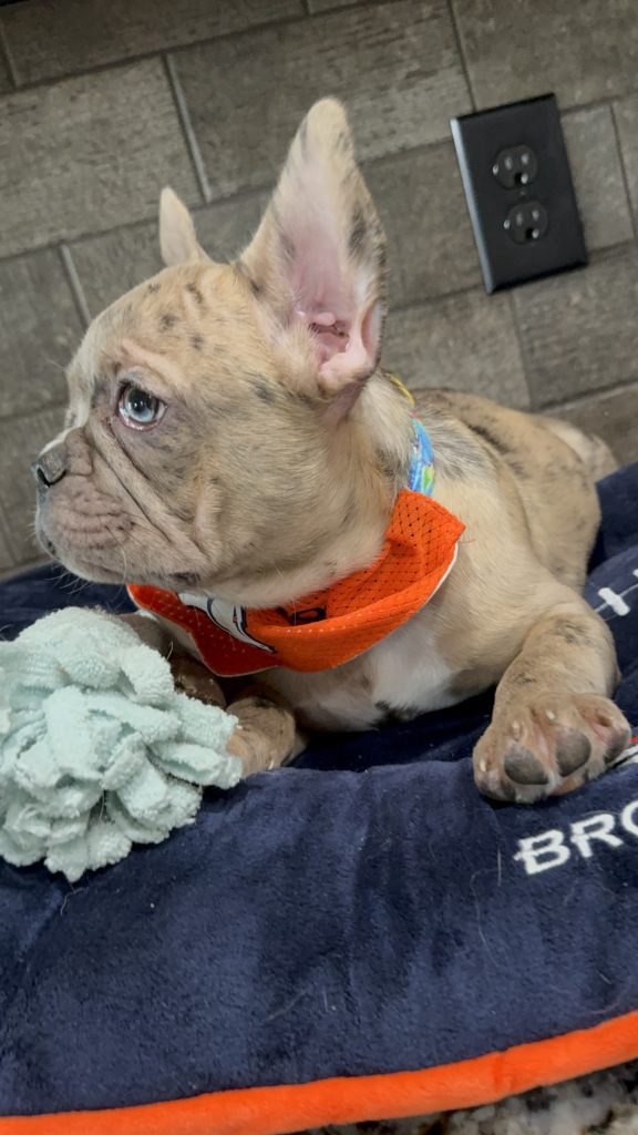Vinnie | Blue Fawn Merle French Bulldog Male | Available Now | The Confident One