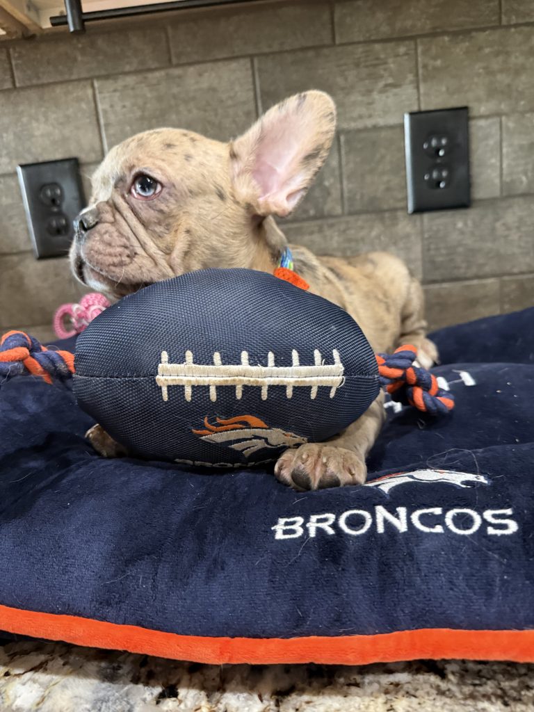 Vinnie | Blue Fawn Merle French Bulldog Male | Available Now | The Confident One