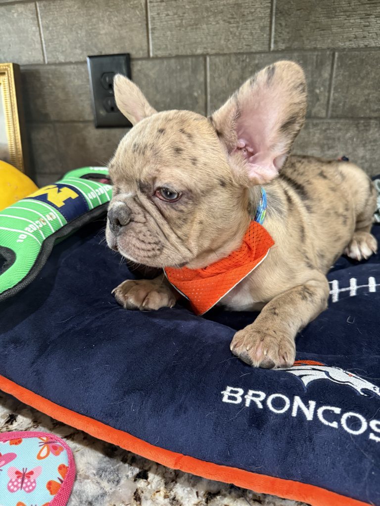 Vinnie | Blue Fawn Merle French Bulldog Male | Available Now | The Confident One