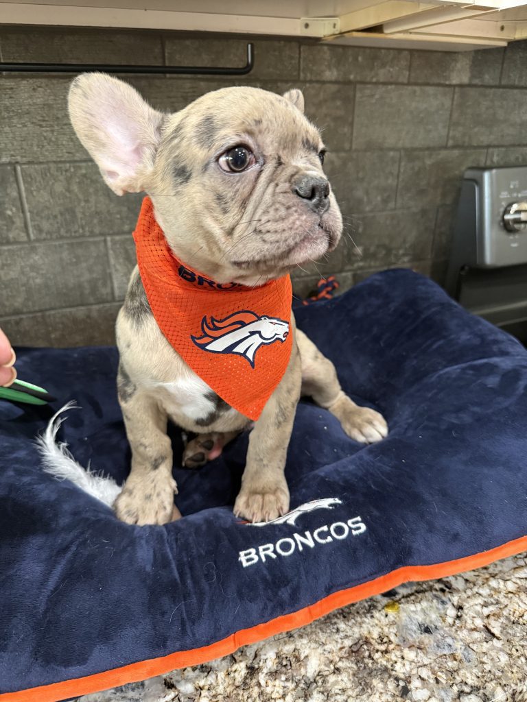 Vinnie | Blue Fawn Merle French Bulldog Male | Available Now | The Confident One