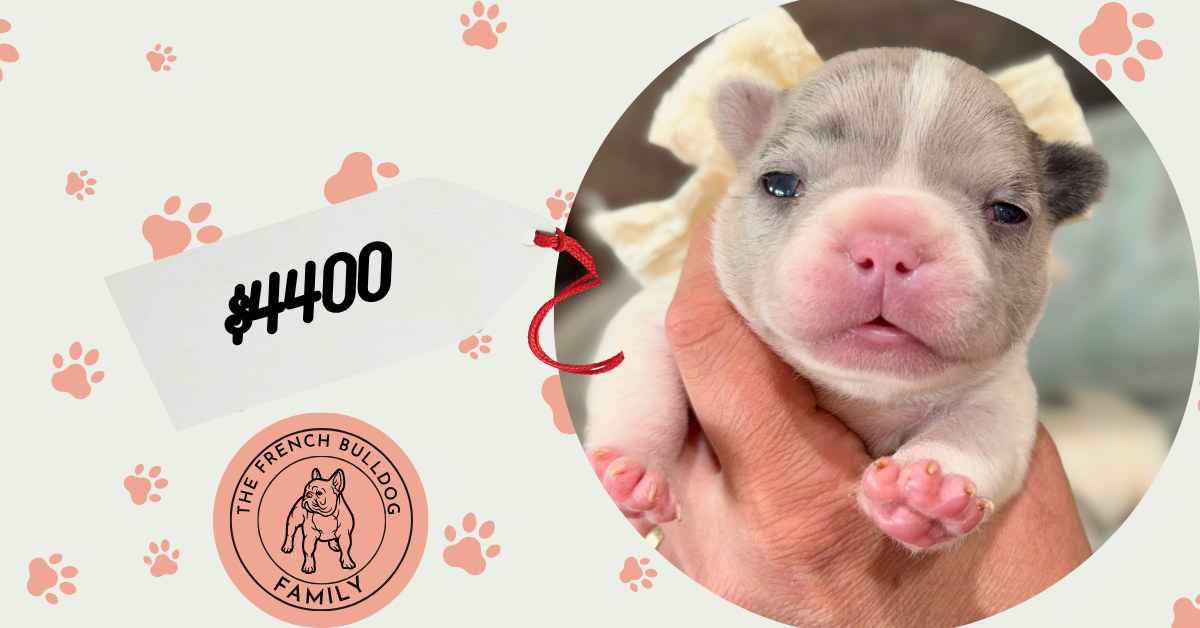 Eddie | Blue Merle Pied French Bulldog Male | Available Sep 2025