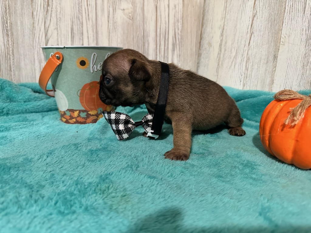 Isaac | Fawn Pied French Bulldog Male | Available Oct 2025
