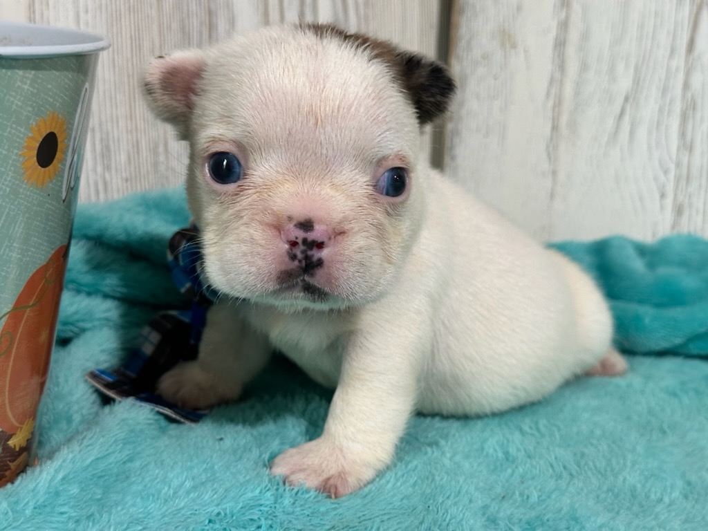 Ives | Fawn Pied French Bulldog Male | Available Oct 2025