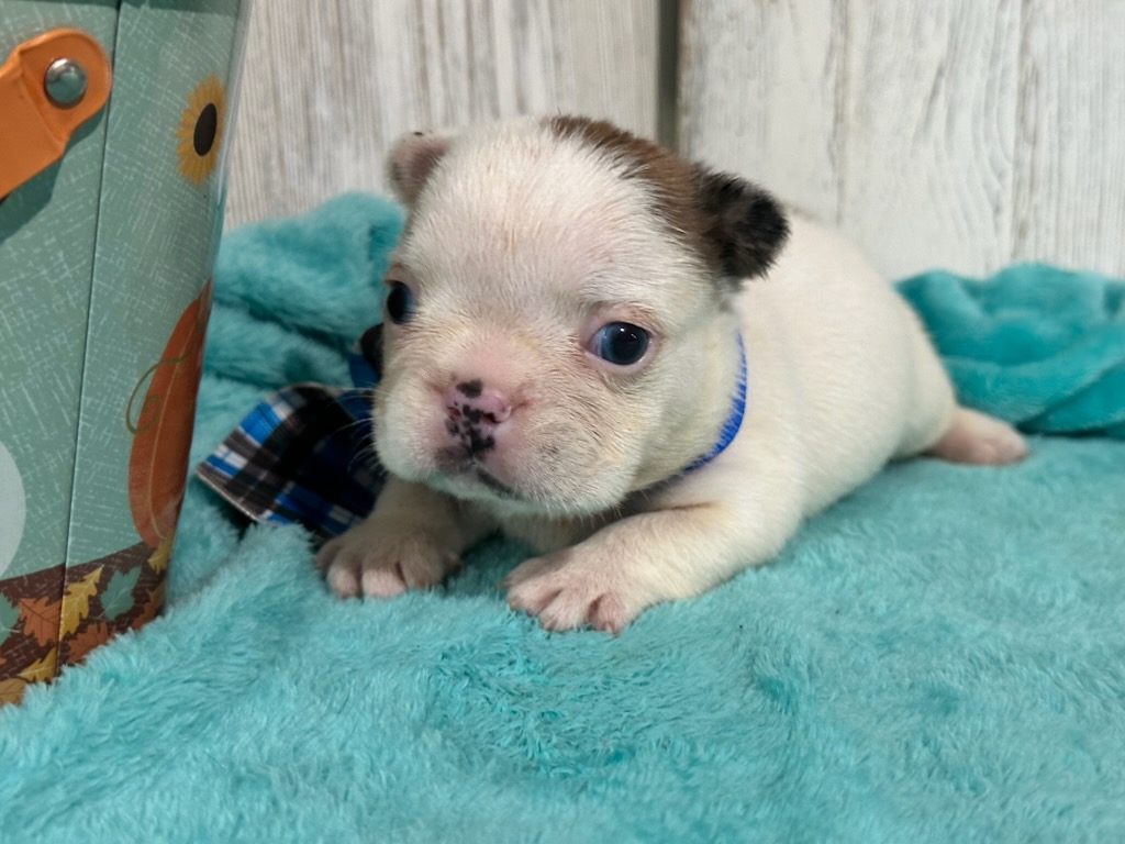 Ives | Fawn Pied French Bulldog Male | Available Oct 2025