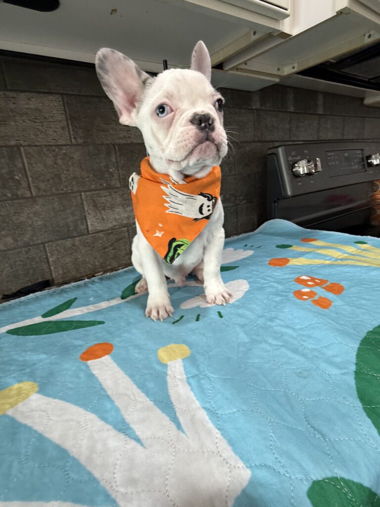 Colby | Blue Merle Pied French Bulldog Male | Available Now | The Cuddlebug
