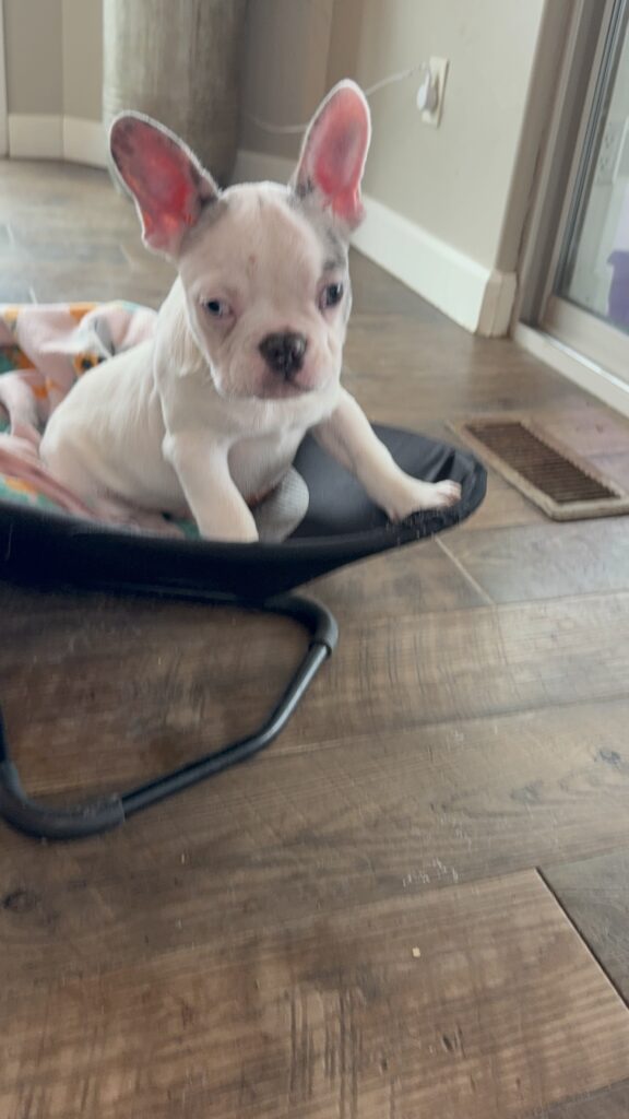 Colby | Blue Merle Pied French Bulldog Male | Available Now | The Cuddlebug