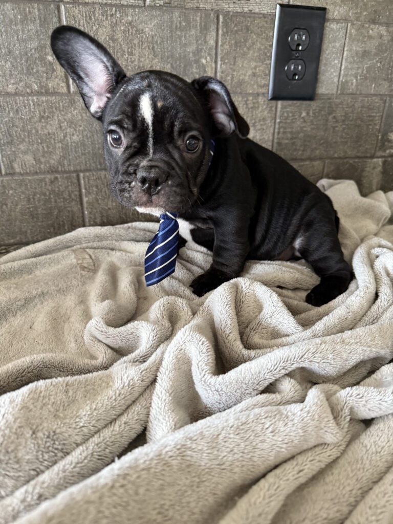 Badger | Black & White French Bulldog Male | Available Now | The Goofy One