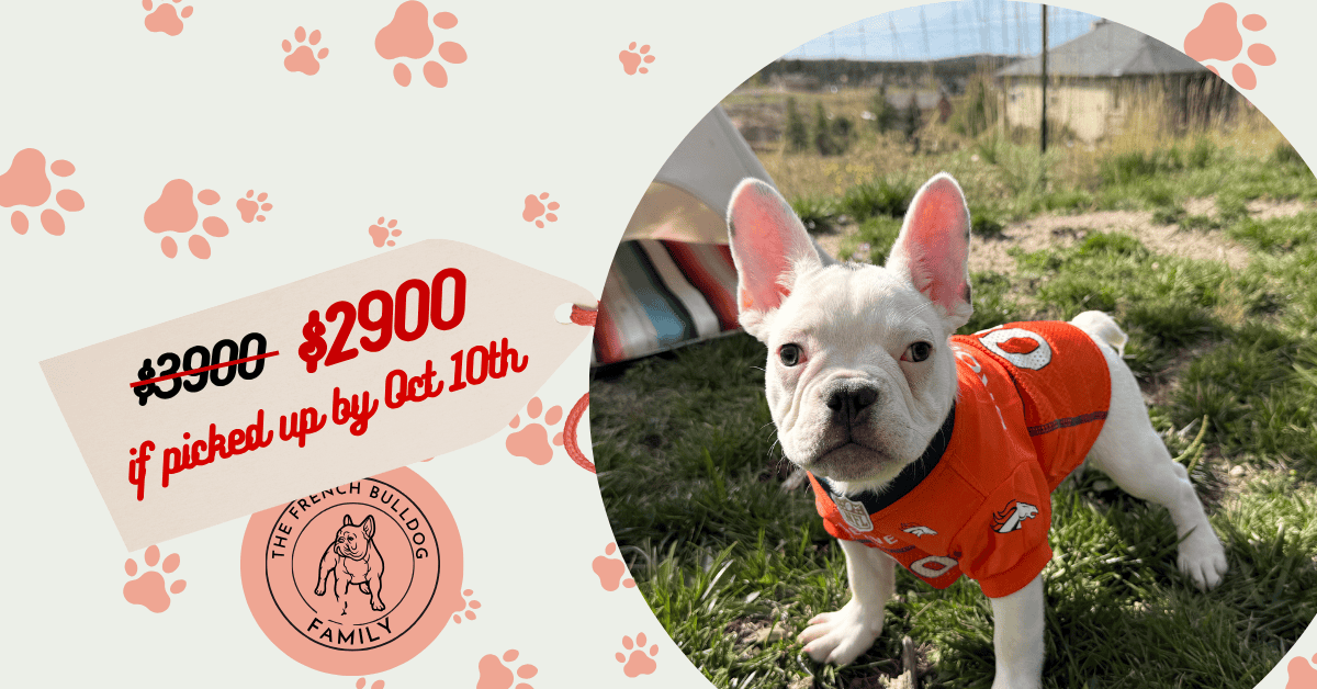 Charlie | Blue Pied French Bulldog Male | Available Now | The Warm Spirited One