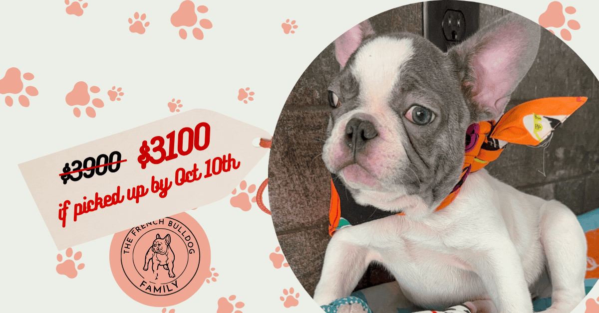 Chester | Blue Pied French Bulldog Male | Available Now | Compact | Travel Size