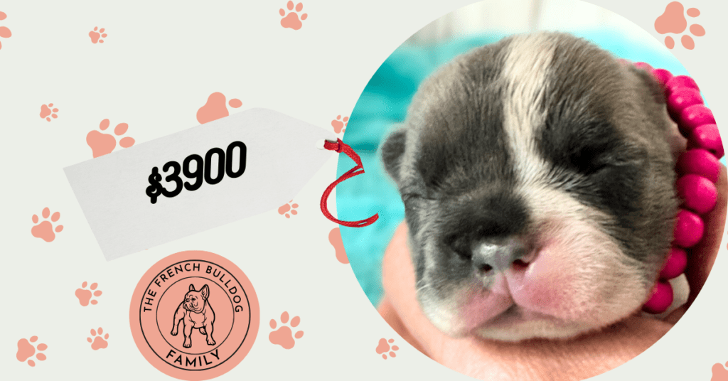 Kurby | Fawn & White French Bulldog Male | Available in Oct 2025