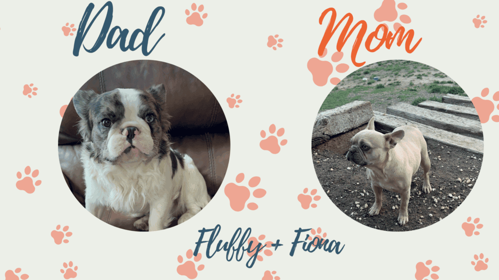 Fluffy & Fiona Frenchie's parents