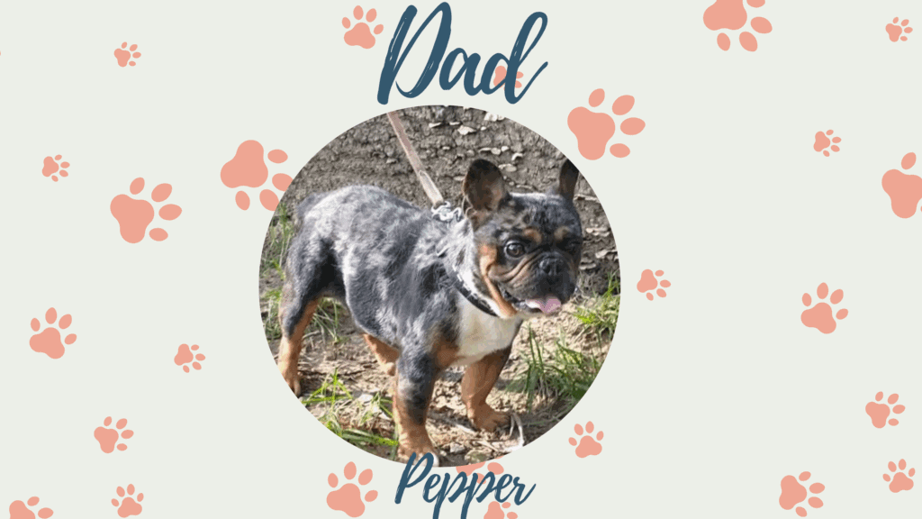 Pepper - Frenchie's parents