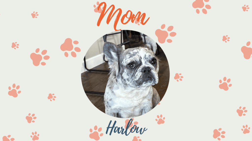 Harlow Frenchie's parents