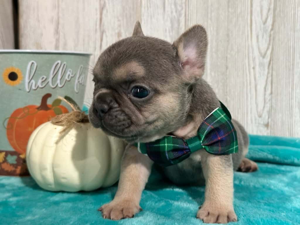 Layla | Blue & Tan French Bulldog Female | Available in Nov 2025