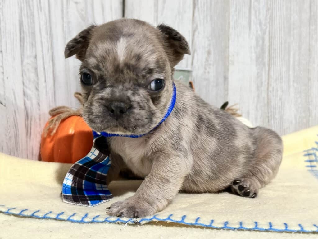 Orbit | Blue Fawn Merle French Bulldog Male | Available in Nov 2025