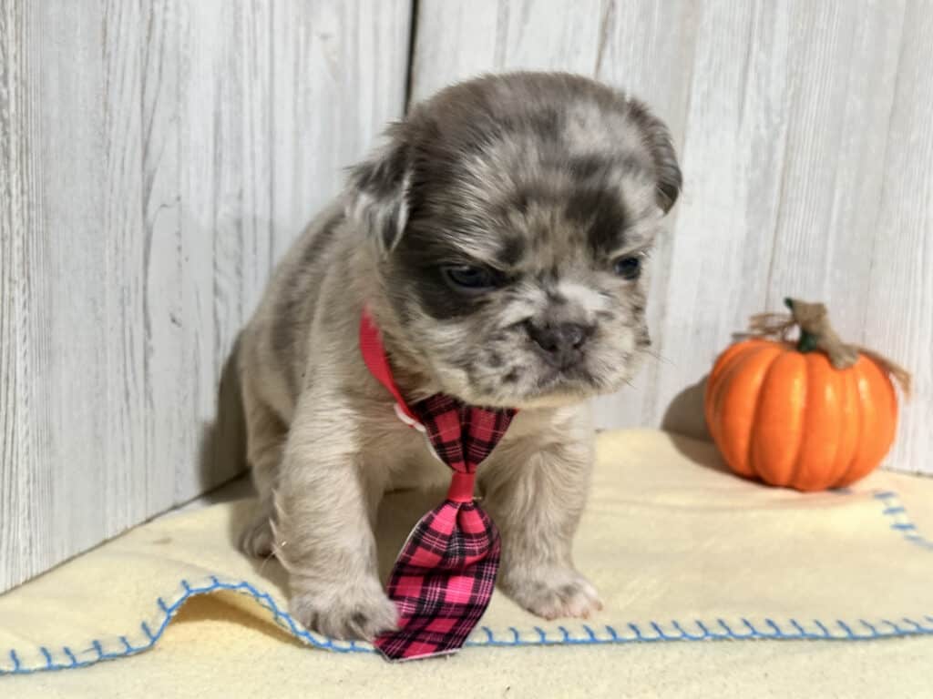 Oreo | Blue Fawn Merle Fluffy French Bulldog Male | Available in Nov 2025