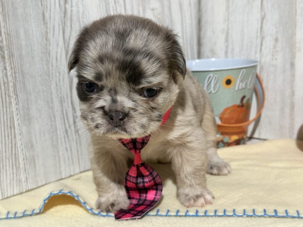 Oreo | Blue Fawn Merle Fluffy French Bulldog Male | Available in Nov 2025