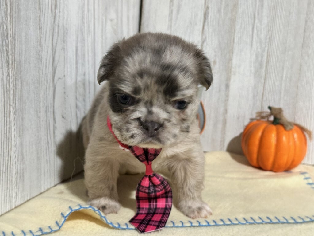 Oreo | Blue Fawn Merle Fluffy French Bulldog Male | Available in Nov 2025