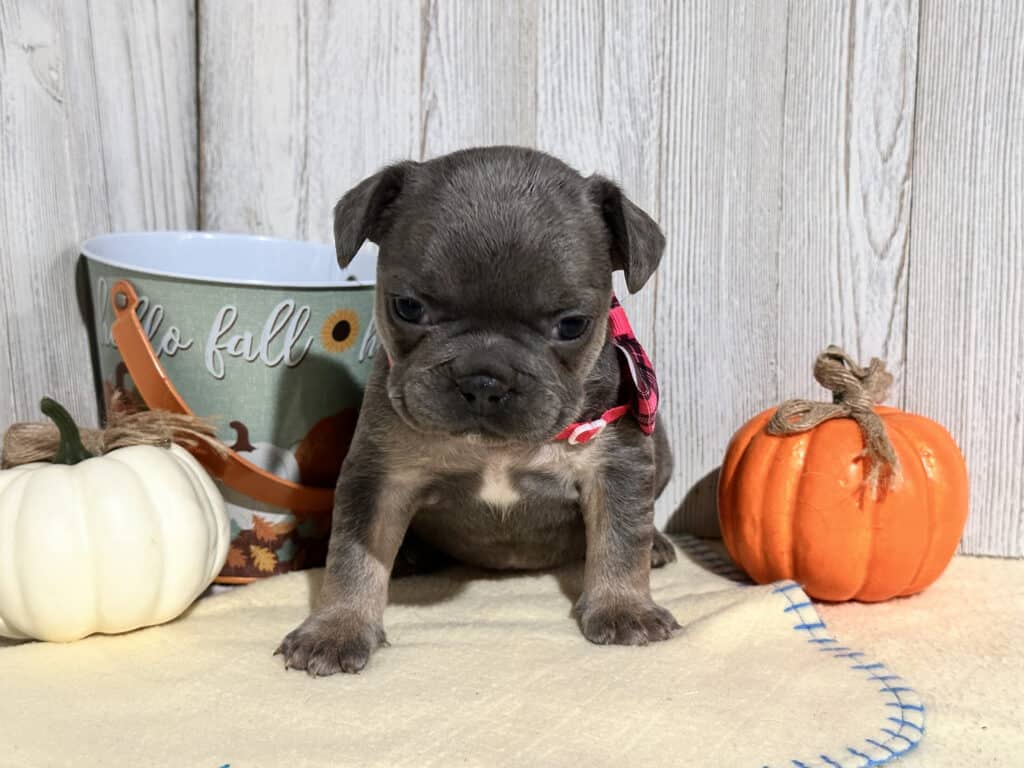 Oakley | Blue & Tan French Bulldog Female | Available in Nov 2025