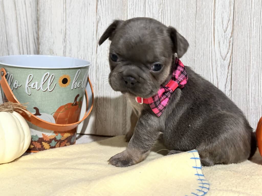 Oakley | Blue & Tan French Bulldog Female | Available in Nov 2025
